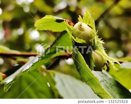 Unripe hazelnut on a tree branch. 132525828