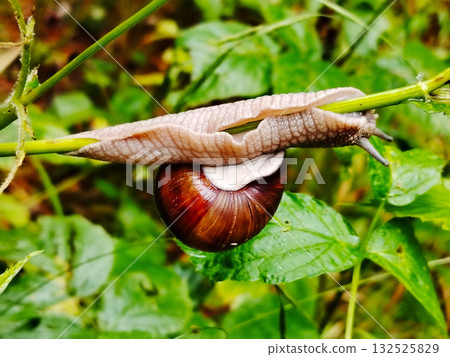 Garden snail on a thin green stem. 132525829