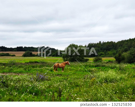 Horse standing in a green meadow. 132525830