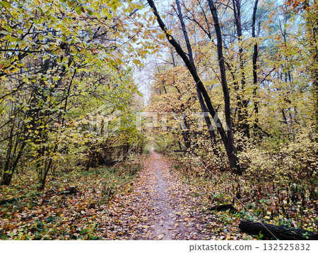Dirt path covered with fallen leaves in forest. Dirt path covered with fallen leaves in forest. 132525832