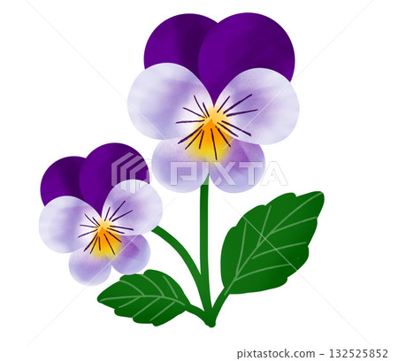 Pretty purple viola flowers 2 132525852