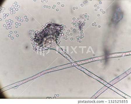 麴菌分生孢子和菌絲 麴菌分生孢子和菌絲 132525855
