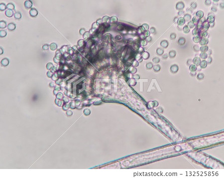 曲霉分生孢子的外觀 132525856