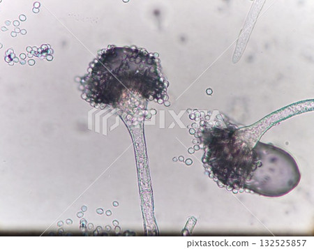 Aspergillus oryzae used in miso 132525857