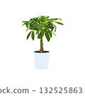 室內植物發財樹插圖 132525863