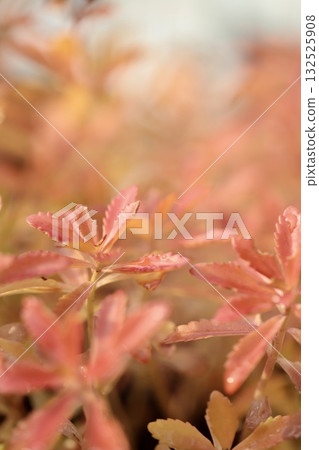 Orange-colored leaves of a plant after flowering 132525908