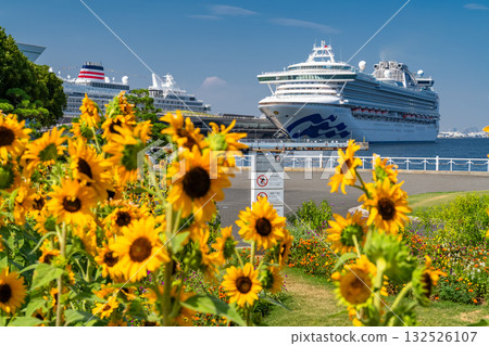 <神奈川縣>山下公園夏日向日葵 132526107