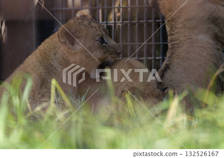 Lion cubs playfully biting Lion cubs playfully biting 132526167