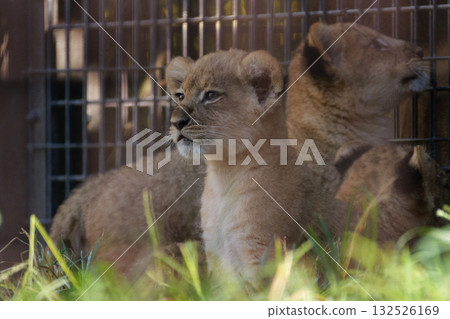 坐著的幼獅 坐著的幼獅 132526169