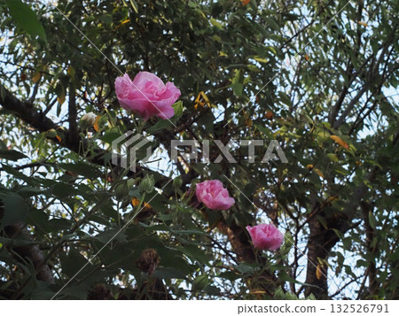 Double Hibiscus flowers that have turned pink (Afternoon Hibiscus seen by the roadside) Double Hibiscus flowers that have turned pink (Afternoon Hibiscus seen by the roadside) 132526791
