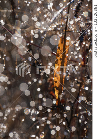 Dead grass in a golden pond Dead grass in a golden pond 132526861