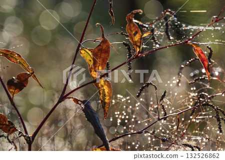 Withered plants 132526862