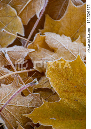 Close-up of pile of yellow maple leaves covered with frost. concept of autumn and beauty of nature 132526875