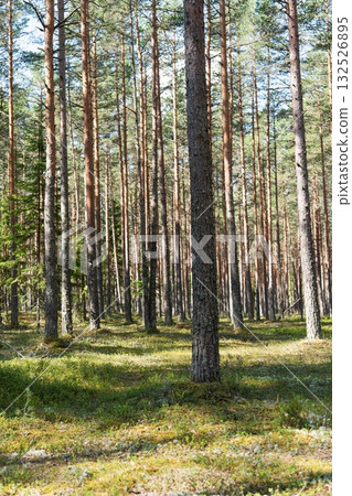Sunlit Forest Glade A Serene Woodland Scene with Tall Trees and Green Ground Cover Ambiance Sunlit Forest Glade A Serene Woodland Scene with Tall Trees and Green Ground Cover Ambiance 132526895