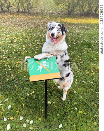Aussie Australian Shepherd dog in blue marble color and different eye color stands in the park on a sign. you can't walk the dog here vertical photo 132526981
