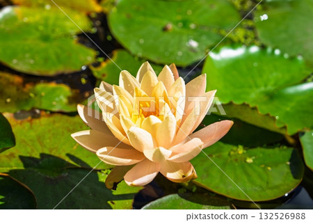 Serene Water Lily Blossom in Pond, a Symbol of Purity and Spiritual Awakening 132526988