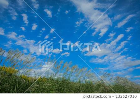 秋日的天空，雲朵和銀草 132527010
