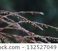 Close-up of the flowering tips of Japanese pampas grass (Japanese pampas grass along the Yoshino River) Close-up of the flowering tips of Japanese pampas grass (Japanese pampas grass along the Yoshino River) 132527049