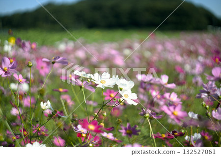 Cosmos swaying in the wind 132527061