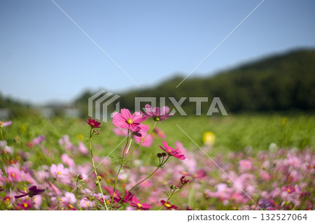 發光在藍天的波斯菊 發光在藍天的波斯菊 132527064