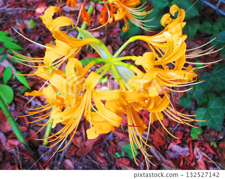 A beautiful scene of cream-colored red spider lilies (at Kozen-in Temple in Kawaguchi City, Saitama Prefecture) 132527142
