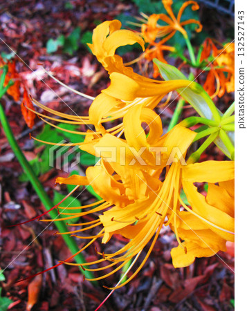 A beautiful scene of cream-colored red spider lilies (at Kozen-in Temple in Kawaguchi City, Saitama Prefecture) A beautiful scene of cream-colored red spider lilies (at Kozen-in Temple in Kawaguchi City, Saitama Prefecture) 132527143