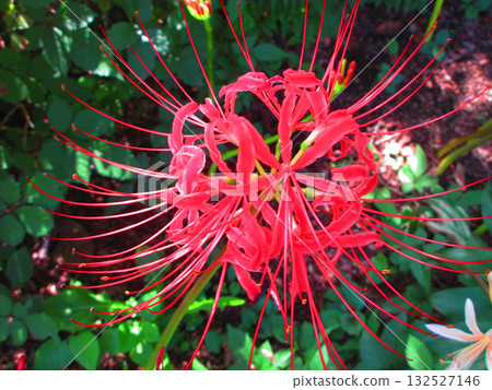 A beautiful scene of red spider lilies (at Kozen-in Temple in Kawaguchi City, Saitama Prefecture) 132527146