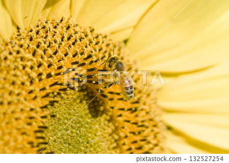 Honeybeigh smoking honey 132527254