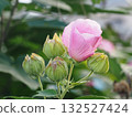Pink hibiscus in the evening sun (close-up of autumn hibiscus flowers and buds) Pink hibiscus in the evening sun (close-up of autumn hibiscus flowers and buds) 132527424