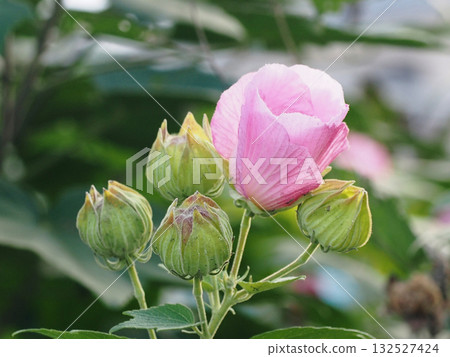 Pink hibiscus in the evening sun (close-up of autumn hibiscus flowers and buds) Pink hibiscus in the evening sun (close-up of autumn hibiscus flowers and buds) 132527424