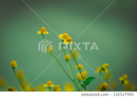 Yellow little flower Yellow little flower 132527493