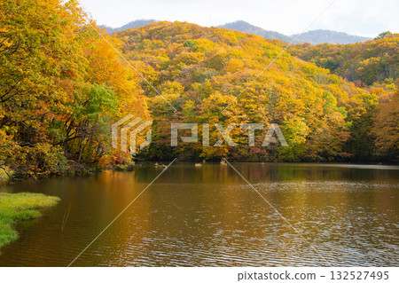 裡盤台：黃葉染成的馬澤沼澤 132527495