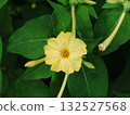 Mirabilis flower and bud (close-up of a single yellow flower) Mirabilis flower and bud (close-up of a single yellow flower) 132527568