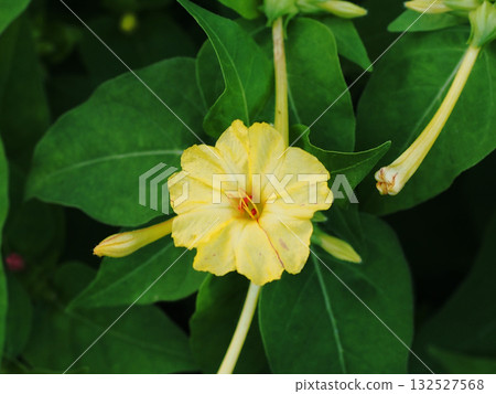 紫茉莉花和花蕾(單朵黃色花朵的特寫) 紫茉莉花和花蕾(單朵黃色花朵的特寫) 132527568