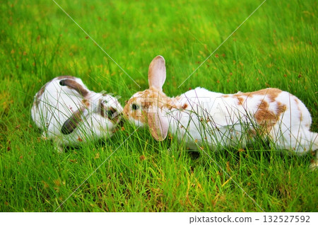 Rabbit Rabbit 132527592