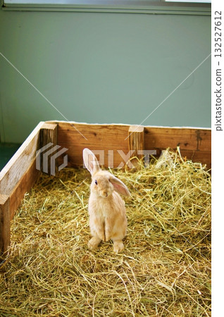 Cute rabbit 132527612