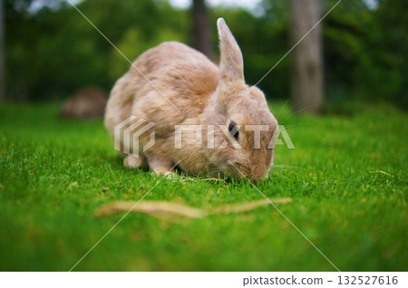 Rabbit Rabbit 132527616