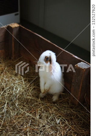 Rabbit  132527620