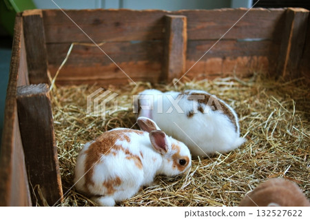 Rabbit Rabbit 132527622