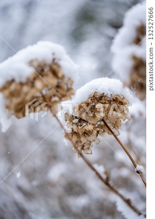 雪覆蓋的繡球花 雪覆蓋的繡球花 132527666