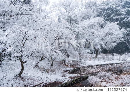白雪覆蓋的樹木 白雪覆蓋的樹木 132527674