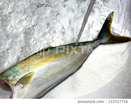 Preparing and washing fresh yellowtail Preparing and washing fresh yellowtail 132527726