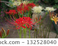 Red spider lilies and colorful red spider lilies blooming in the background Red spider lilies and colorful red spider lilies blooming in the background 132528040