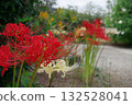 Red spider lilies and colorful red spider lilies blooming in the background Red spider lilies and colorful red spider lilies blooming in the background 132528041