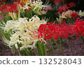 Red spider lilies and colorful red spider lilies blooming in the background Red spider lilies and colorful red spider lilies blooming in the background 132528043