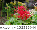Red spider lilies and colorful red spider lilies blooming in the background Red spider lilies and colorful red spider lilies blooming in the background 132528044