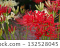Red spider lilies and colorful red spider lilies blooming in the background Red spider lilies and colorful red spider lilies blooming in the background 132528045