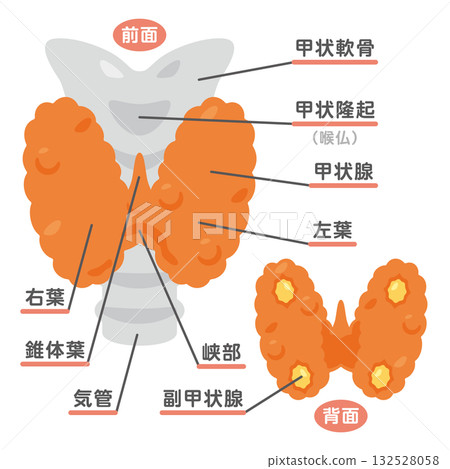 甲狀腺結構示意圖及文字說明 132528058