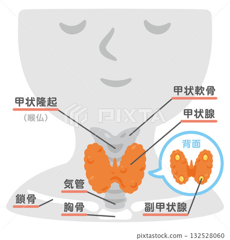 甲狀腺結構圖及文字說明 132528060