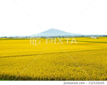 黃金米穗和岩木山 黃金米穗和岩木山 132528205
